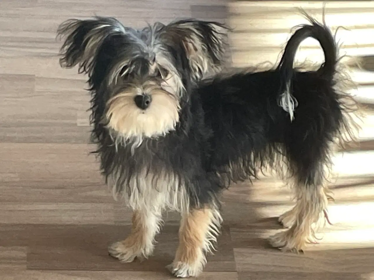 Billede 8 - Biewer yorkshire terrier