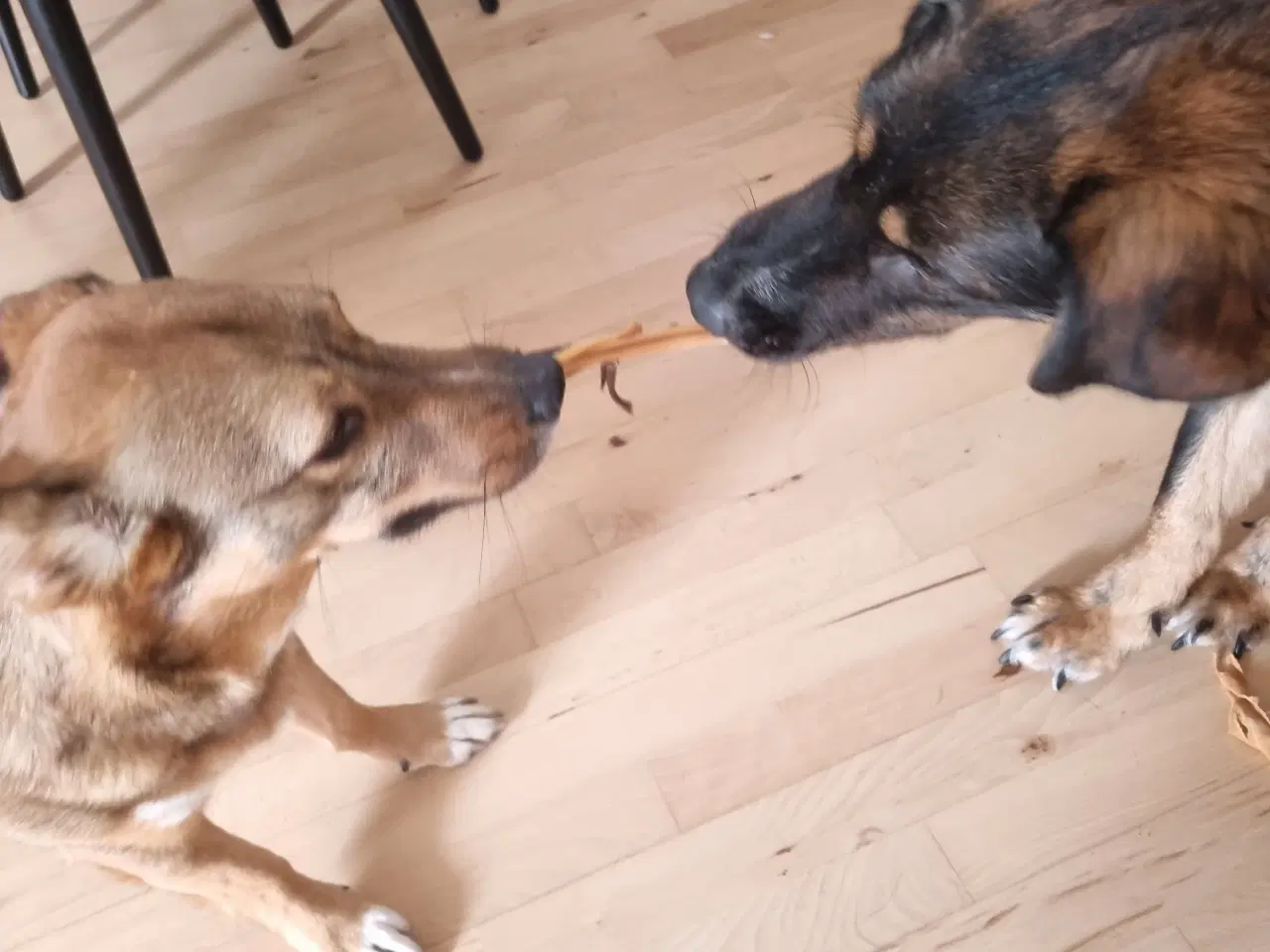 Billede 12 - Basse søger 4ever familie💙