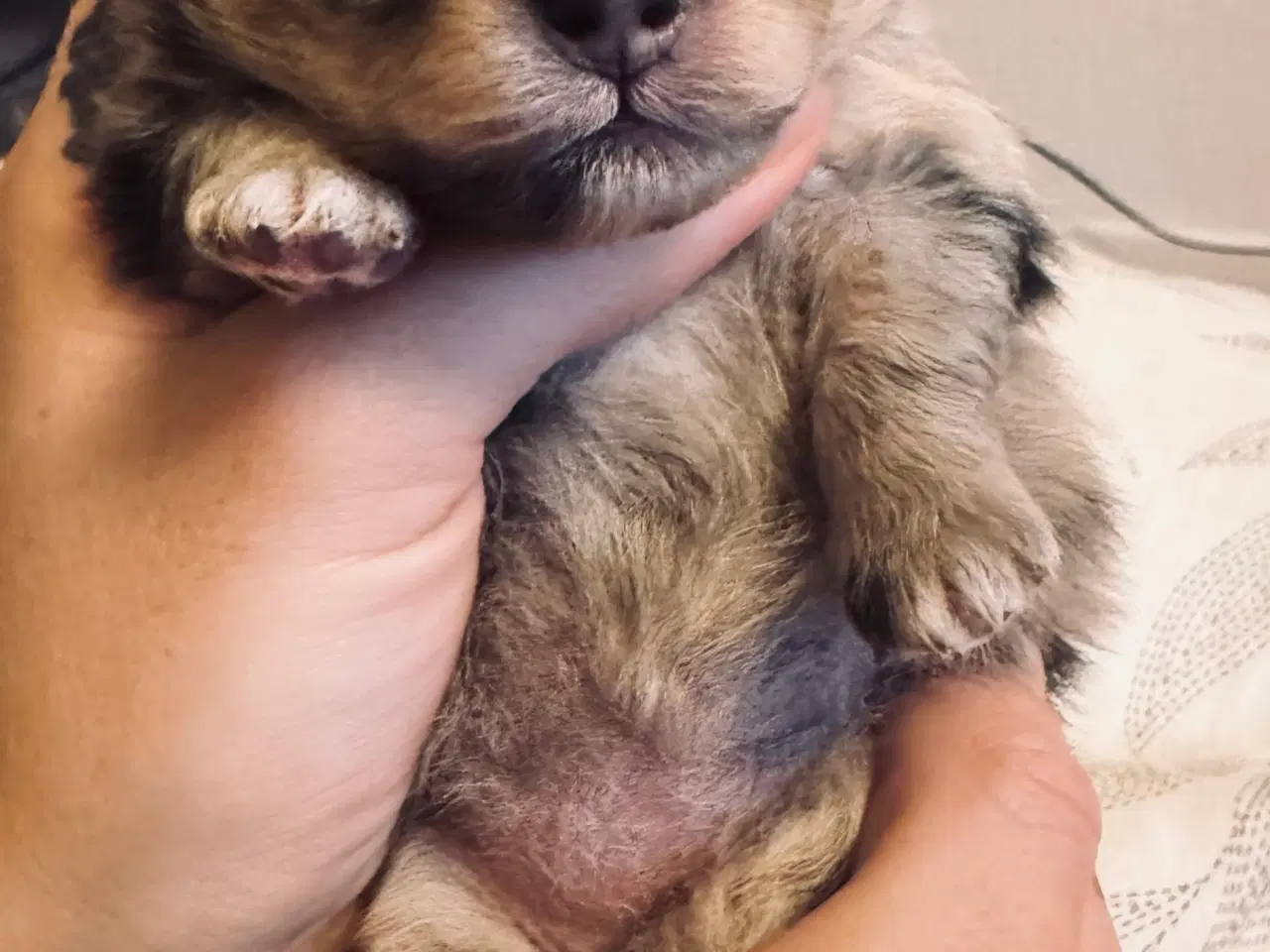Billede 2 - Pomeranian Merle 