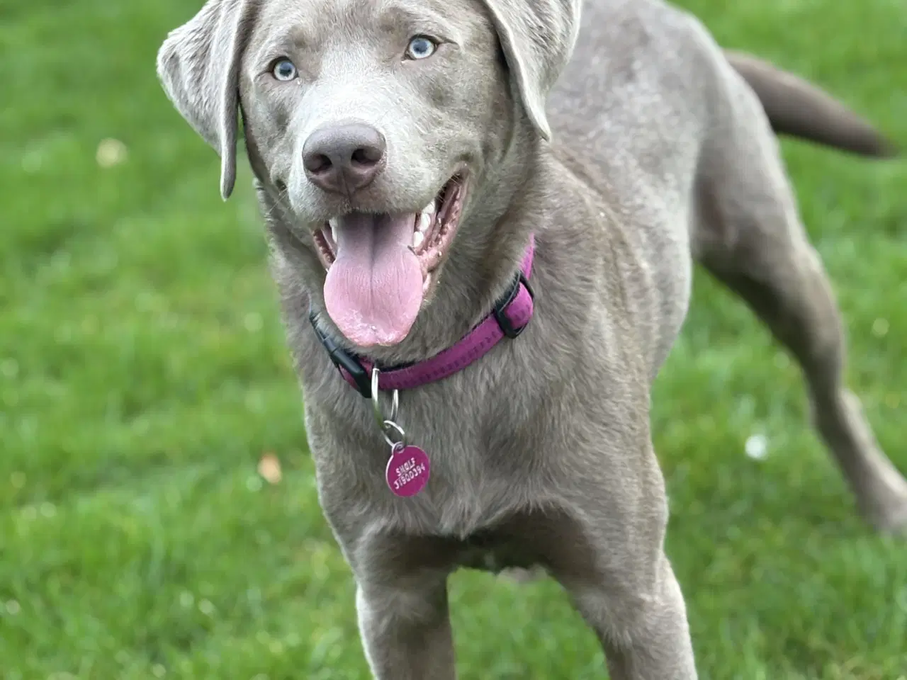 Billede 1 - Parring tilbydes