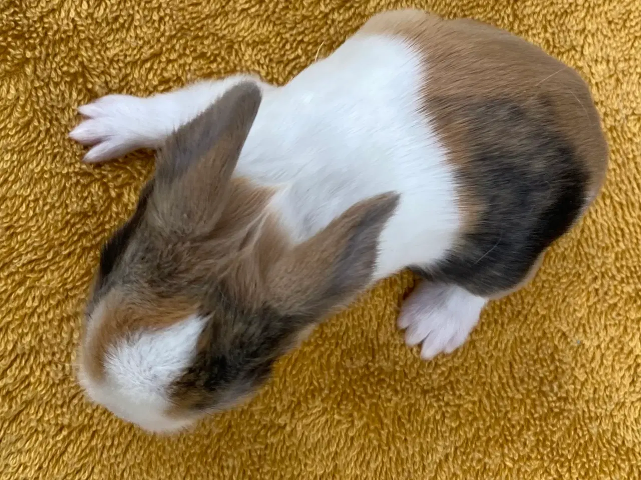 Billede 5 - HOLLÆNDER HUN JAPANER SORT/GUL