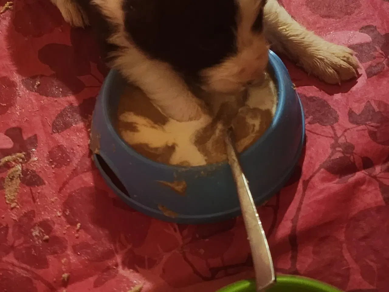 Billede 2 - Border collie/ Australien Shepherd mix