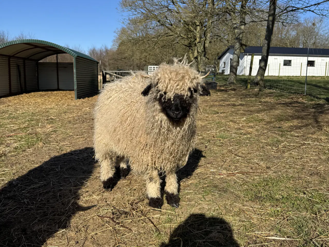 Billede 15 - Valais Blacknose gimmerlam 