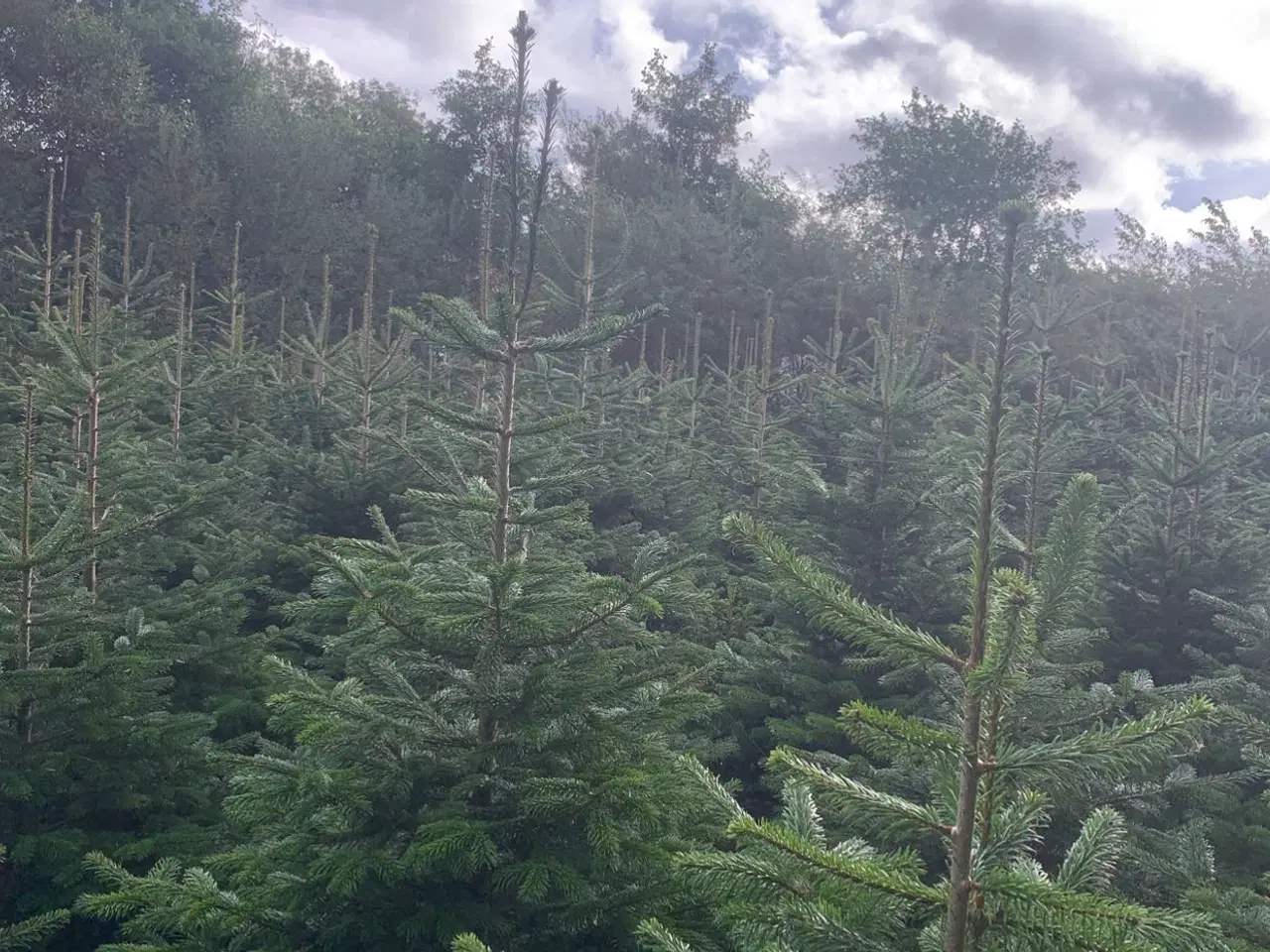 Billede 3 - Fæld selv juletræ