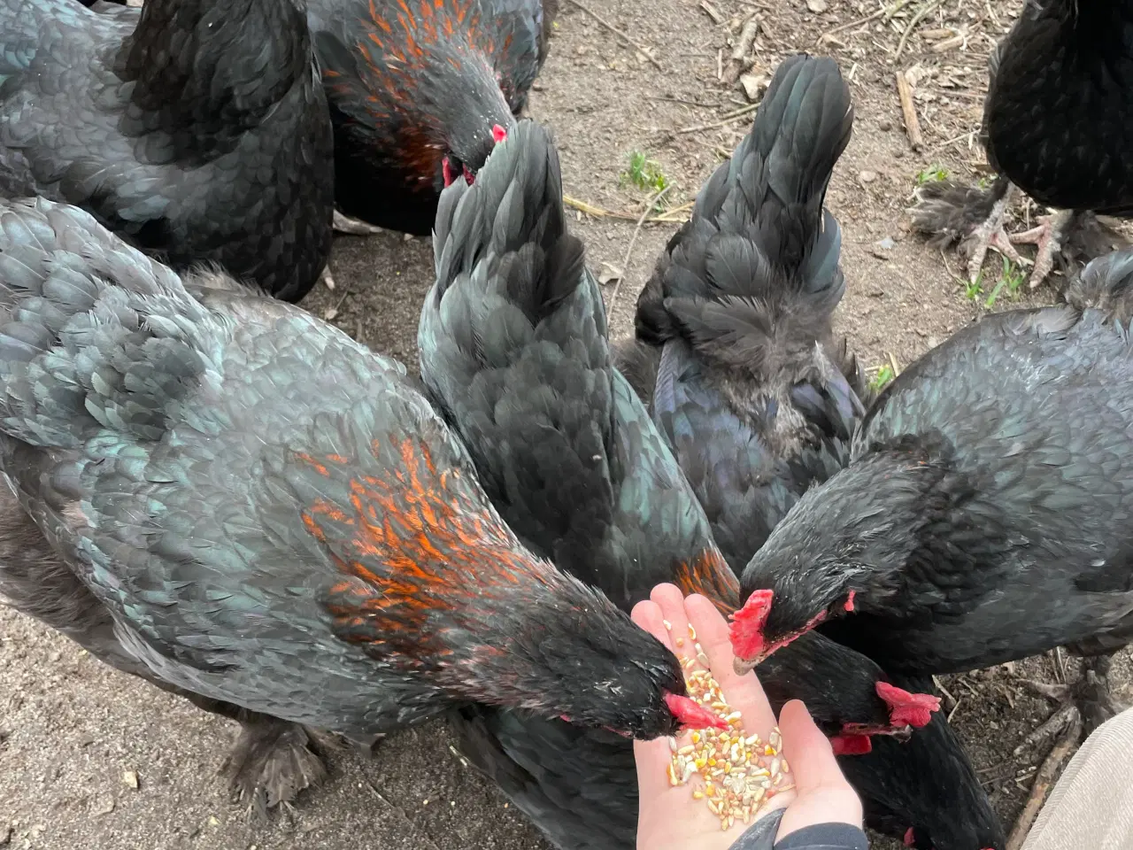 Billede 4 - Sort kobber Maran rugeæg 