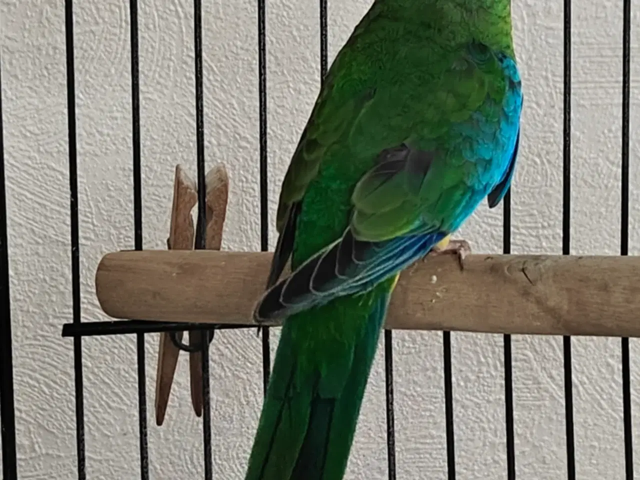 Billede 2 - Rødskuldret græsparakit par