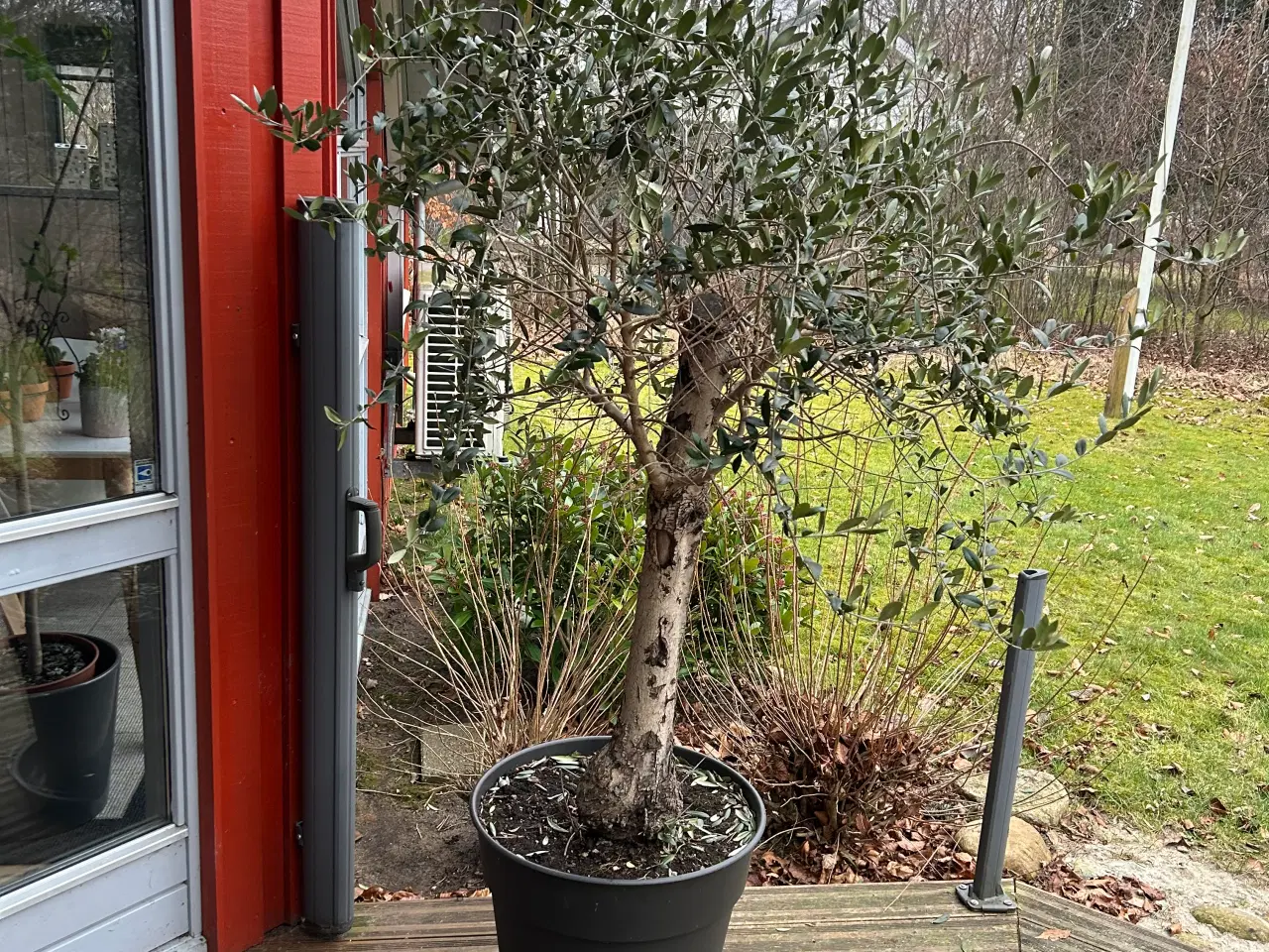 Billede 1 - Flot oliventræ 