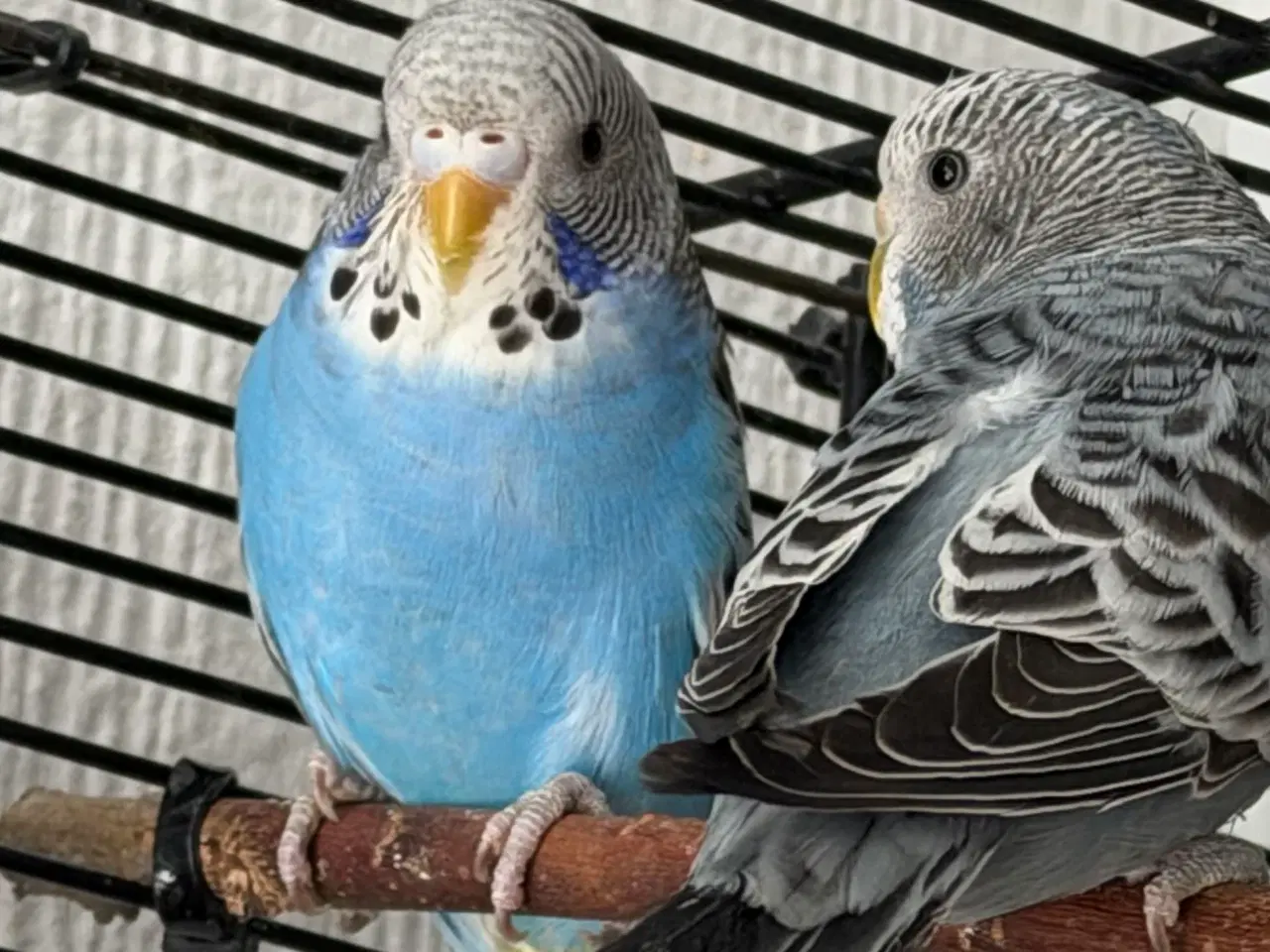 Billede 3 - Australske undulater 