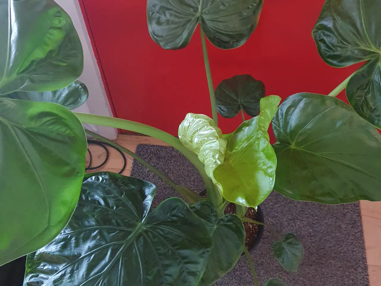 Billede 2 - Alocasia odora 'Indian'