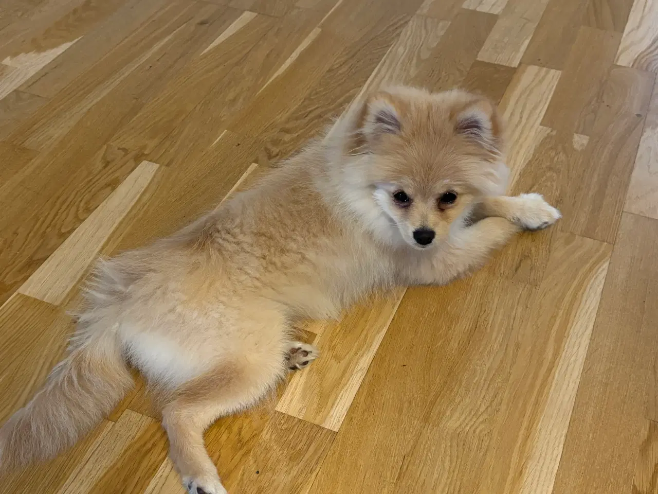 Billede 2 - Pomeranian Hvalp ( Maya ) 