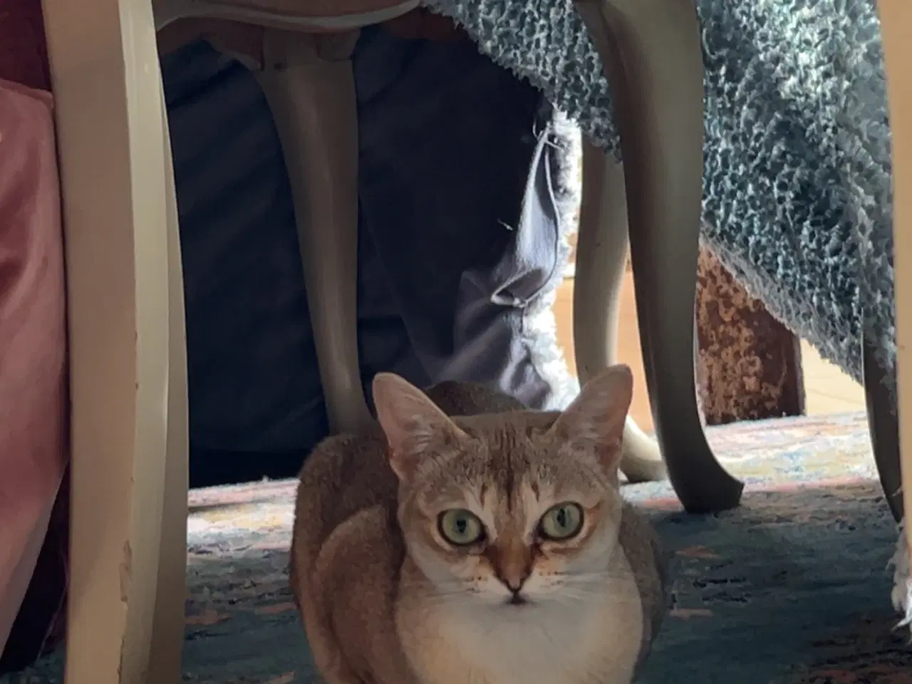 Billede 4 - Singapura