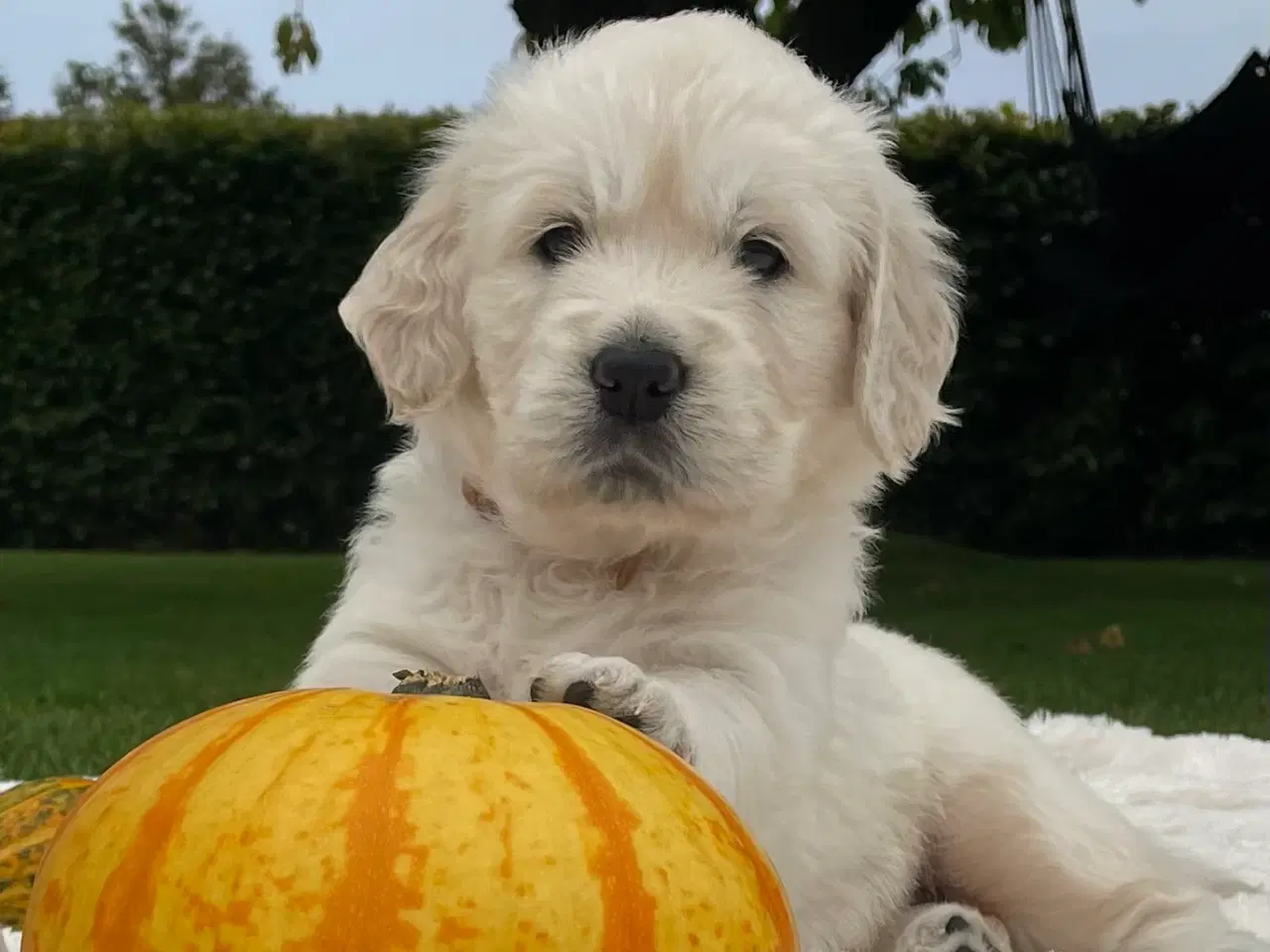 Billede 3 - GOLDEN RETRIEVER HVALPE, Dansk Kennel Klub Stambog