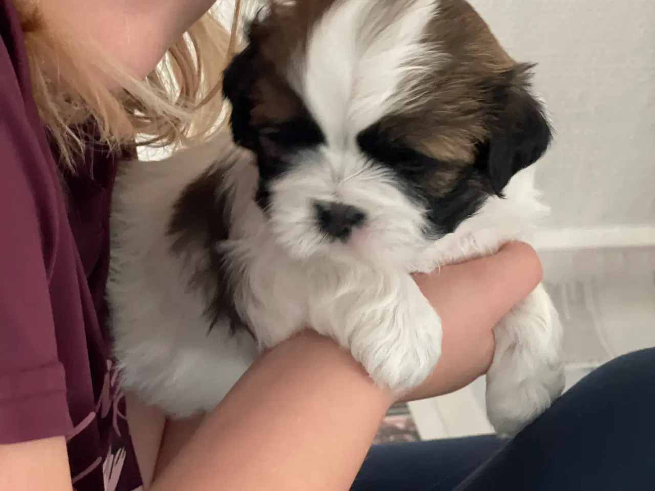 Billede 4 - Shih tzu hvalpe 