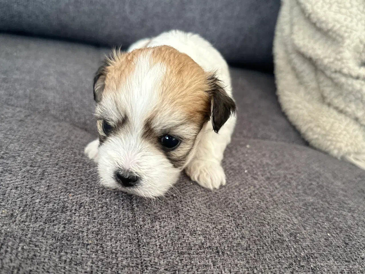 Billede 7 - Carla - Lhasa apso