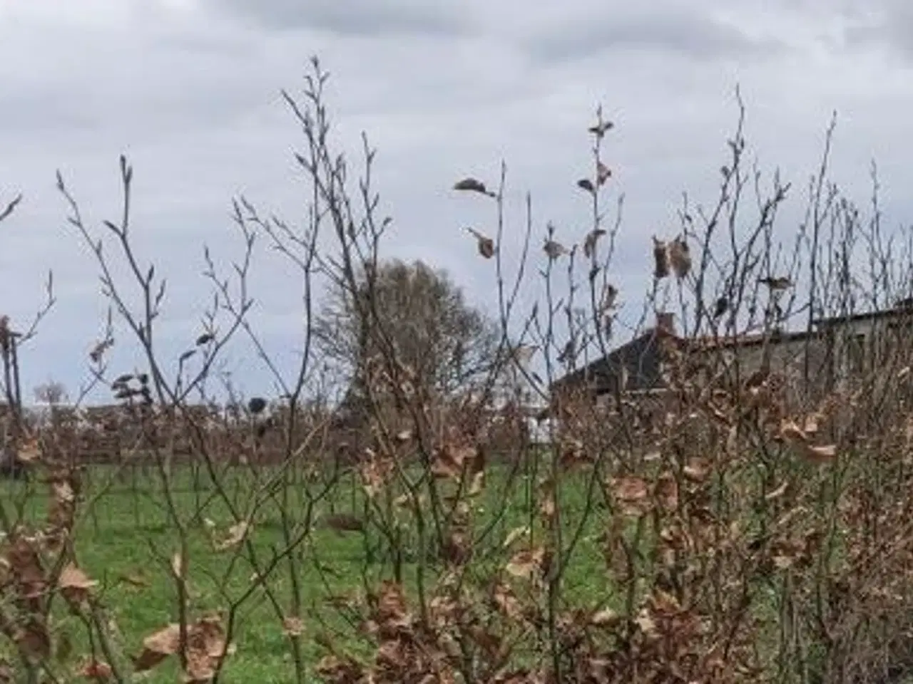 Billede 1 - Bøgeplanter