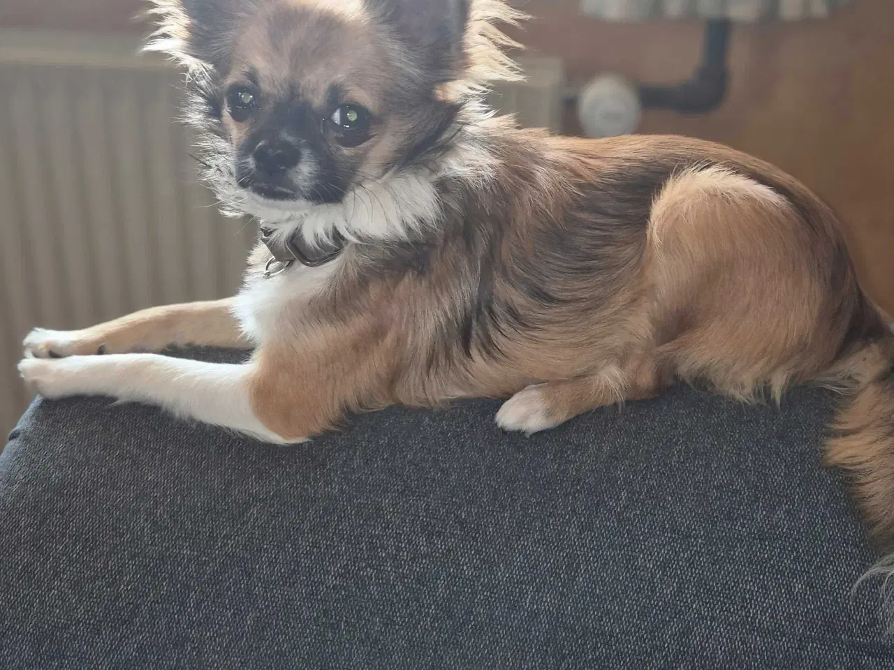 Billede 7 - Små chihuahua