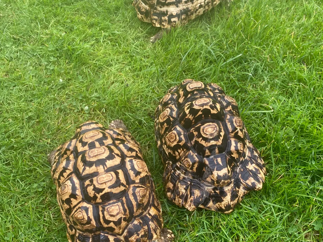 Billede 1 - Leopard skildpadder 