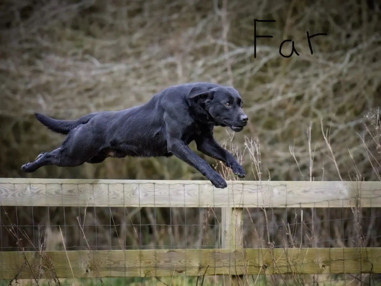 Billede 6 - Labrador F1 hvalpe