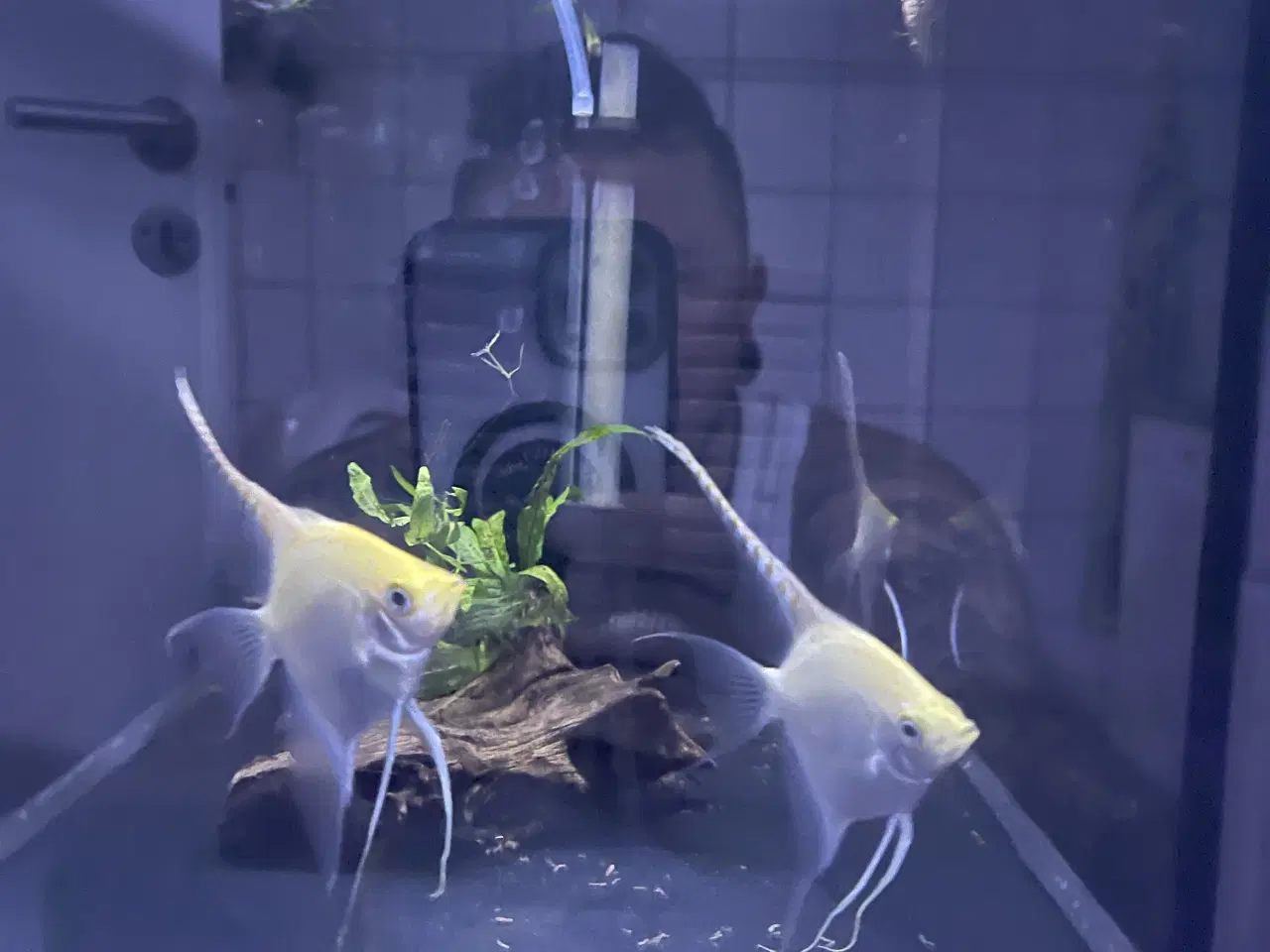 Billede 2 - Hvid scalar 