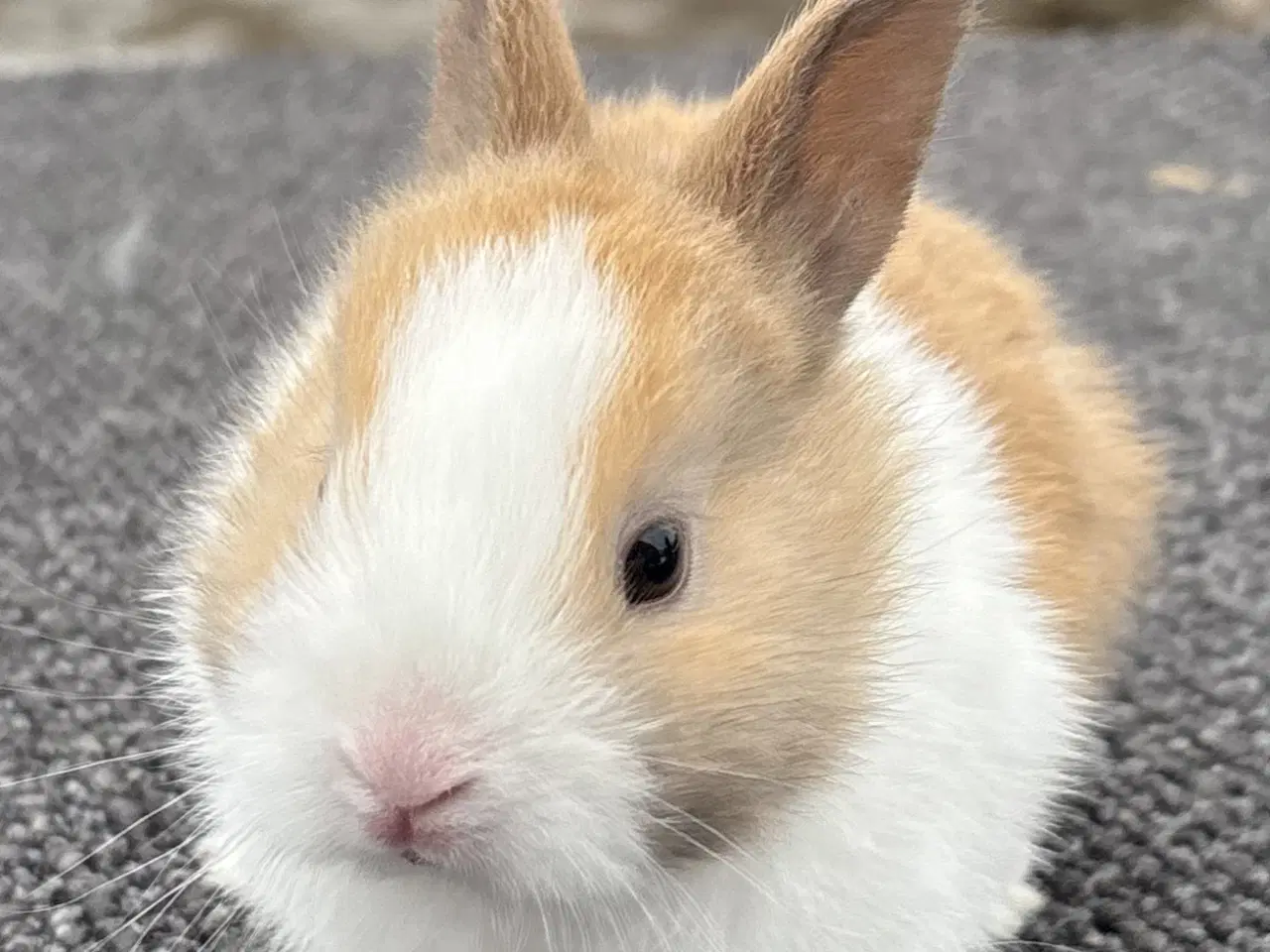 Billede 4 - HoLLÆNDER HAN MADAGASCAR