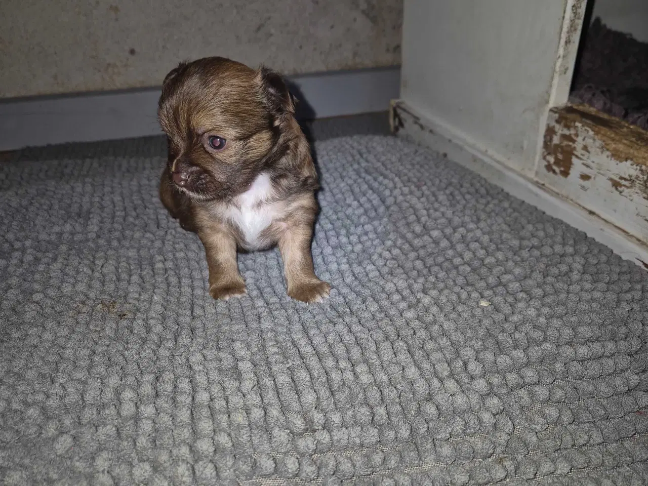 Billede 4 - Langhåret chihuahua 