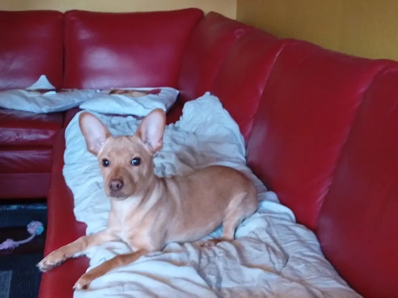 Billede 3 - Dværgpinscher/Dansk Svensk gårdhund HAN