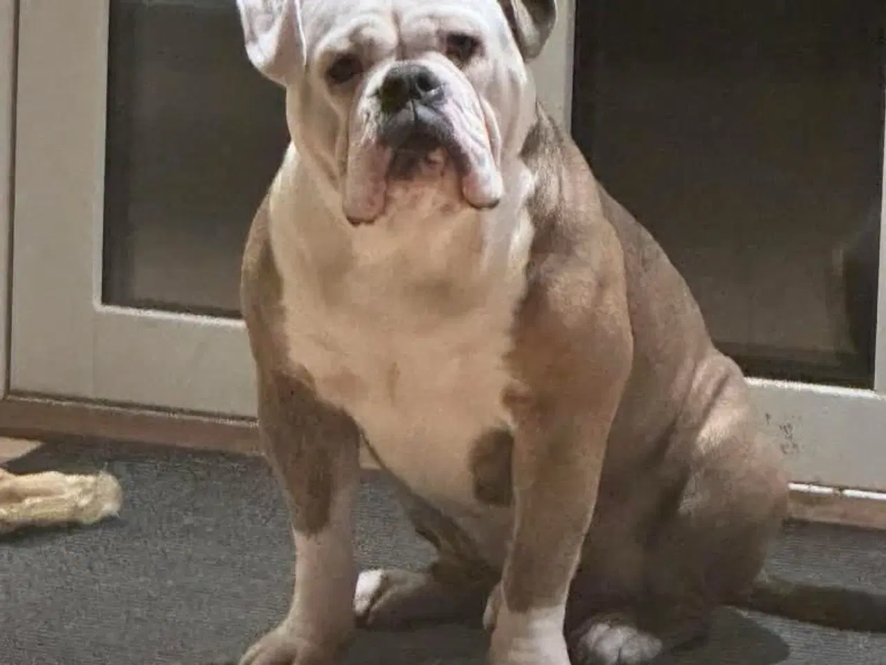 Billede 10 - Old english bulldog