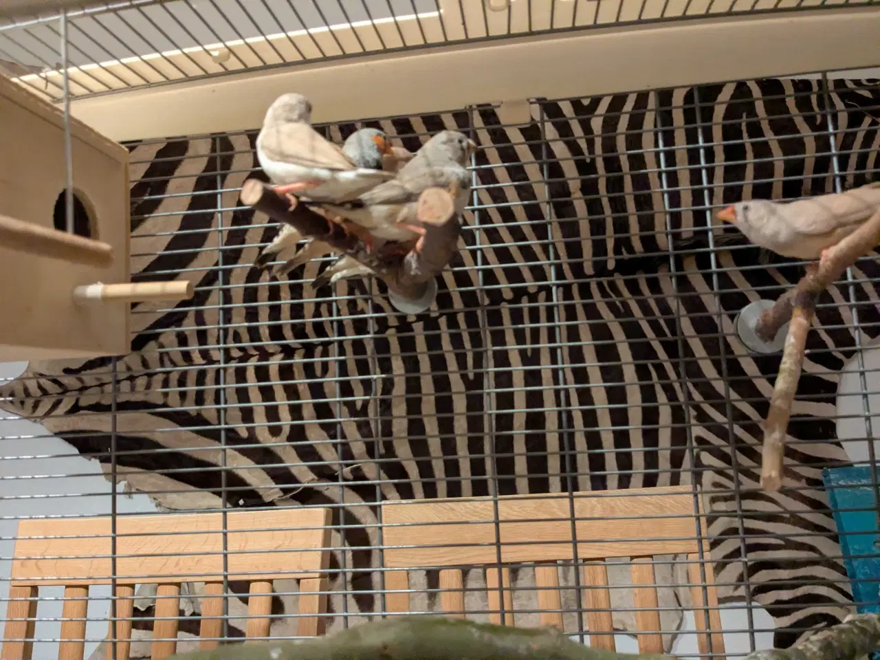 Billede 7 - 10 Zebraer finker med fuglebure