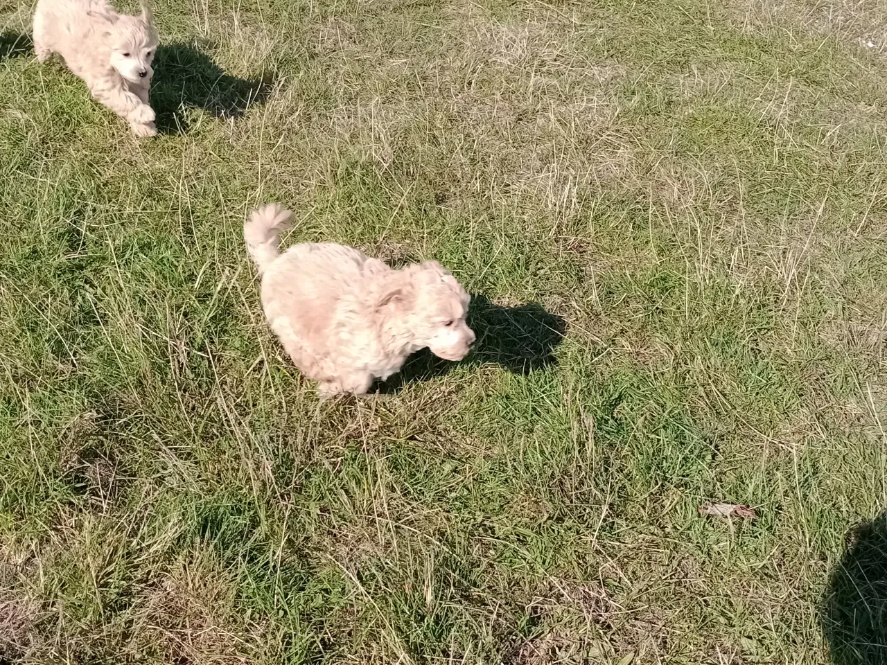 Billede 2 - Maltipoo hvalpe