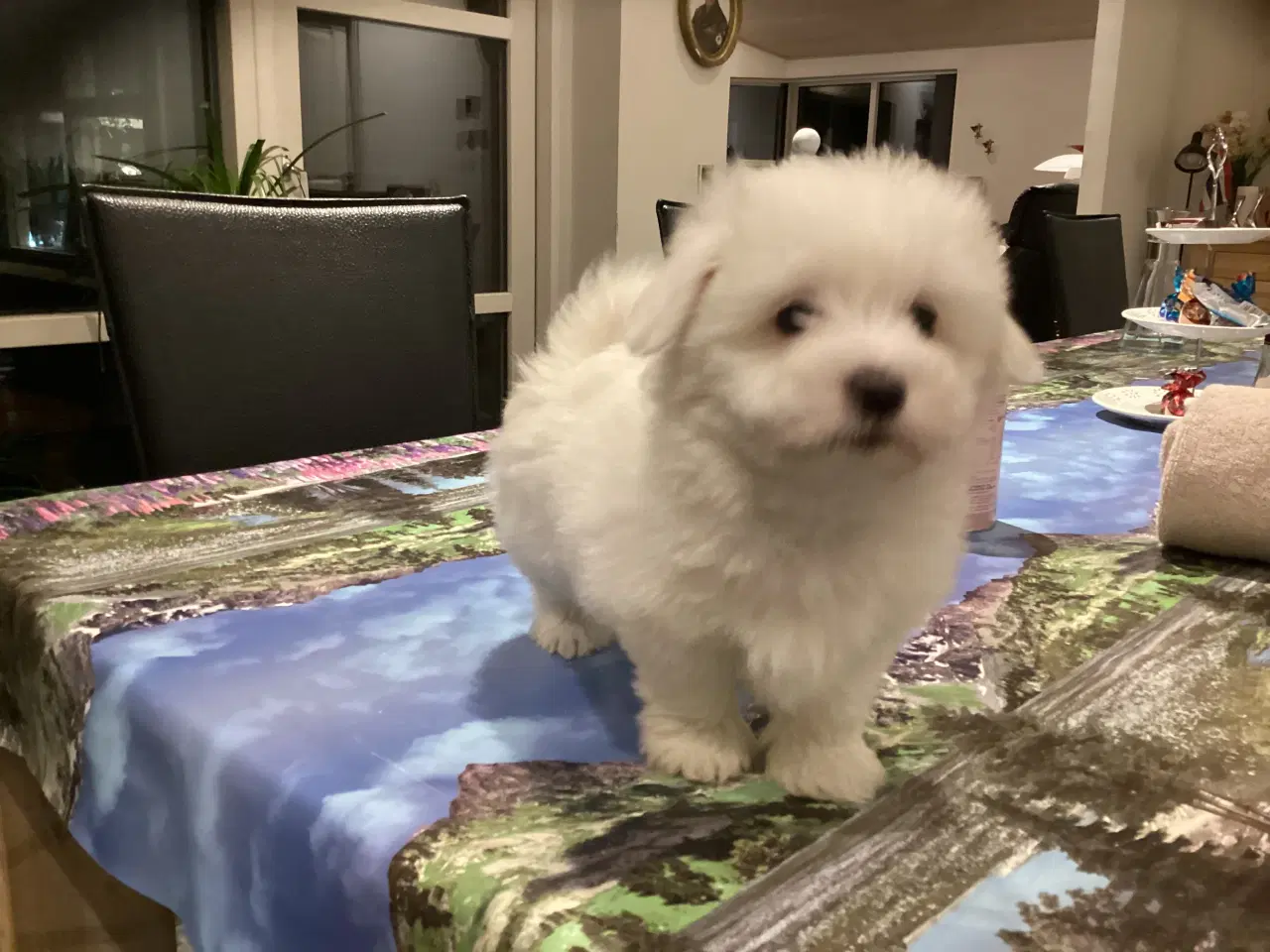 Billede 1 -  Bomuldshund hvalp 8 uger.