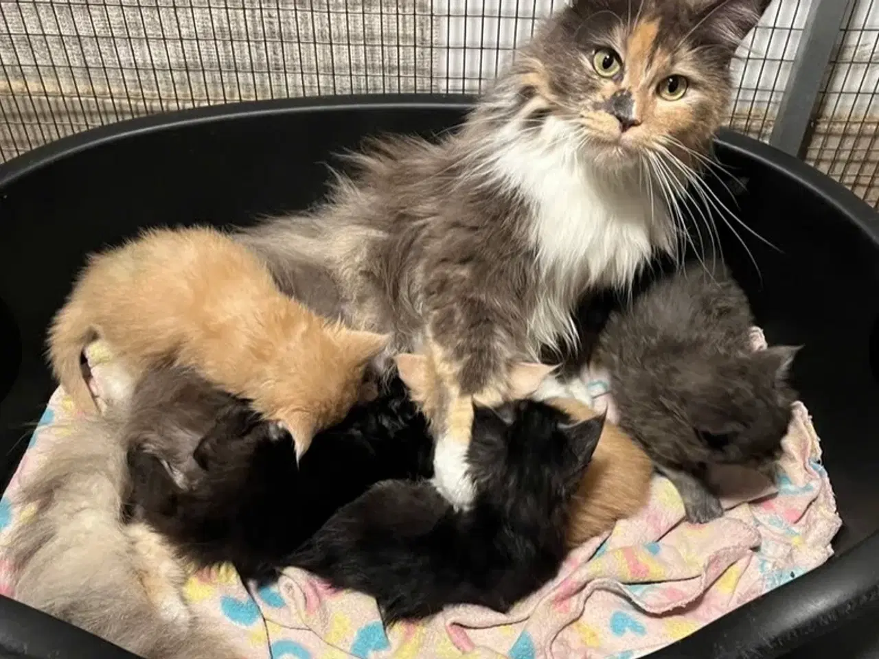 Billede 6 - Kun en blå pige tilbage. Klar nu