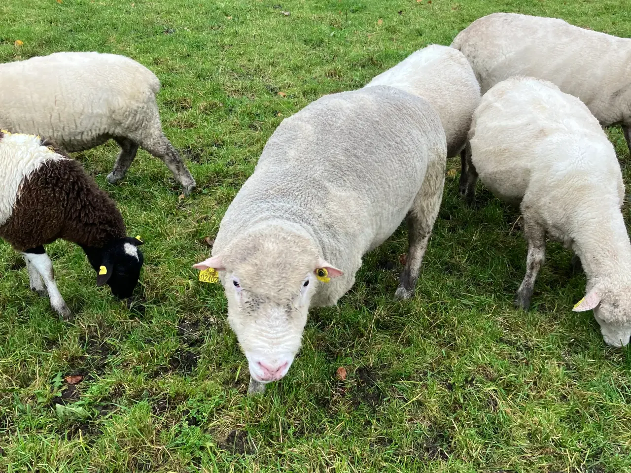 Billede 2 - Dorset vædder