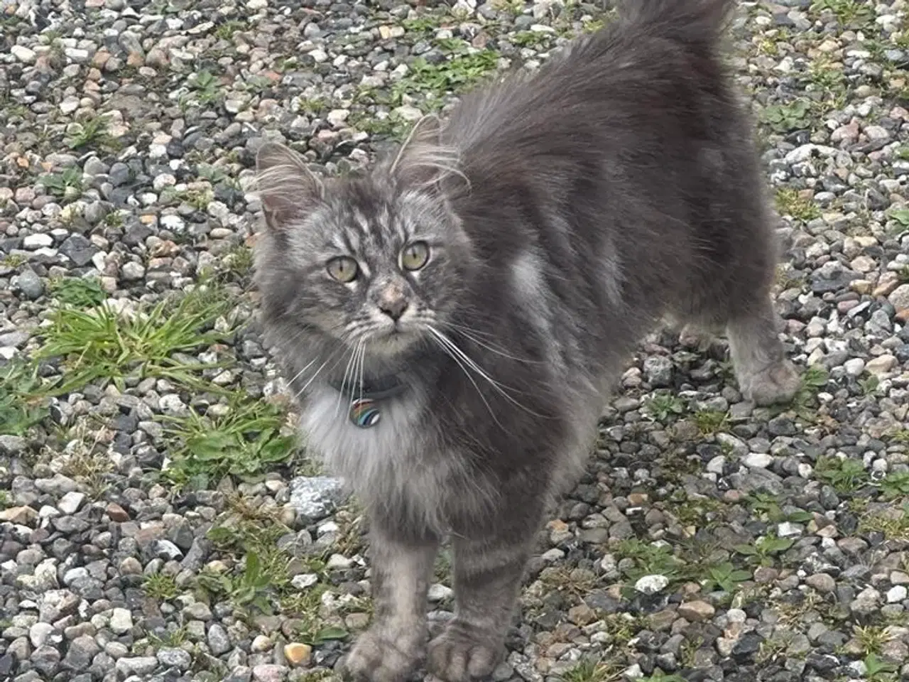 Billede 8 - 1/2 Maine coon