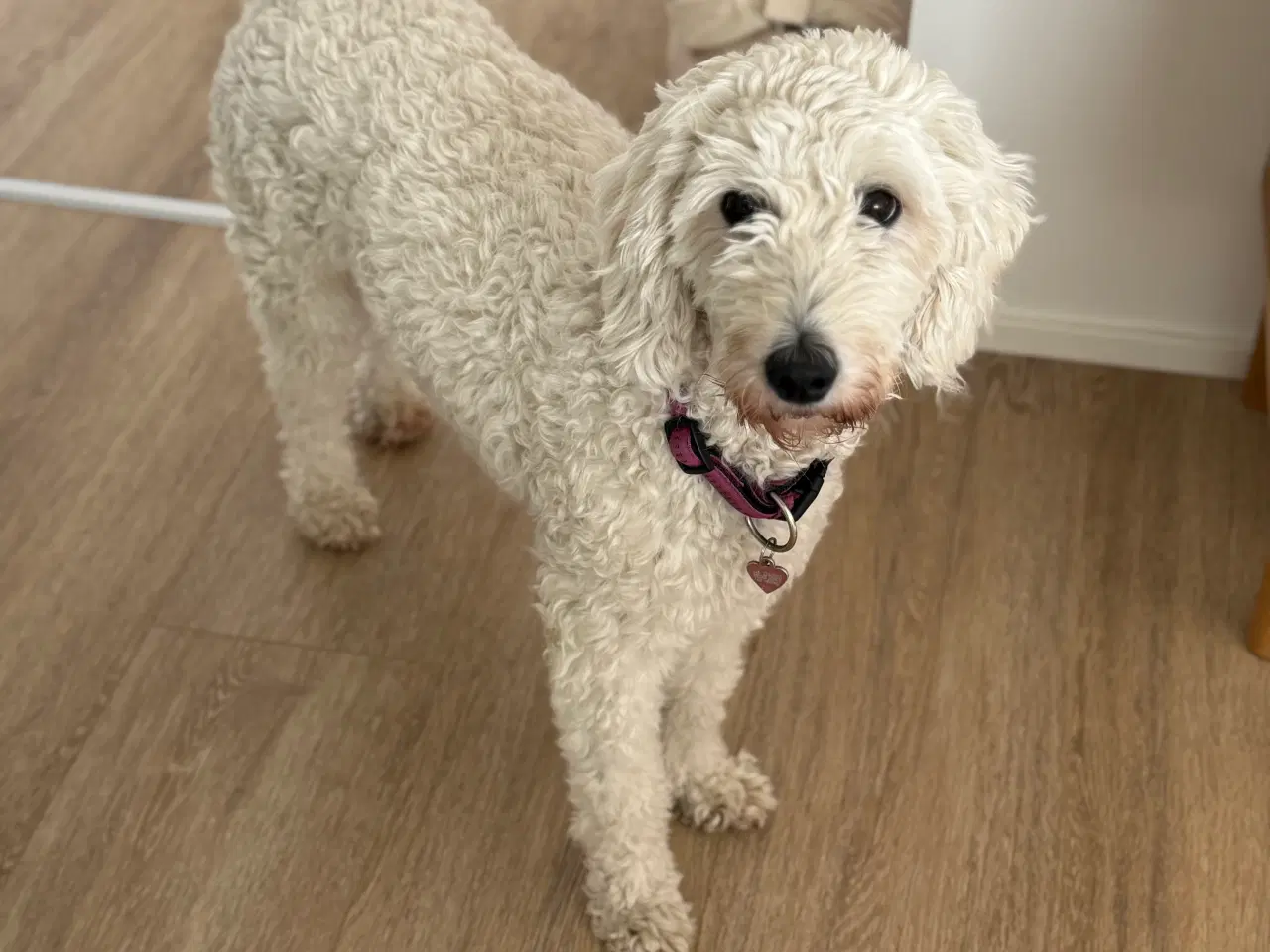 Billede 8 - Goldendoodle hvalpe sælges 