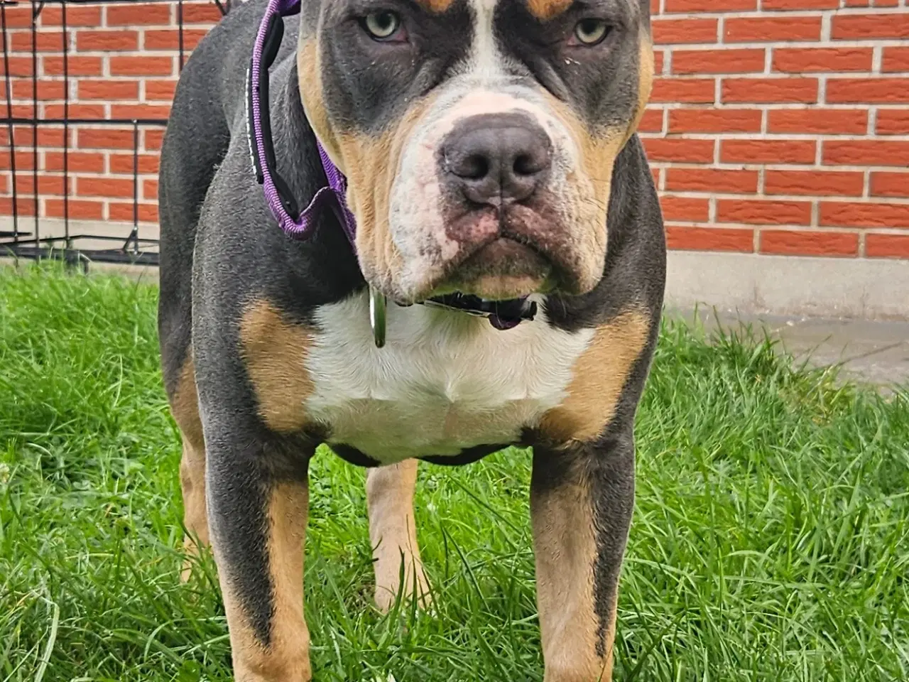 Billede 1 - American bully standard/Classic 