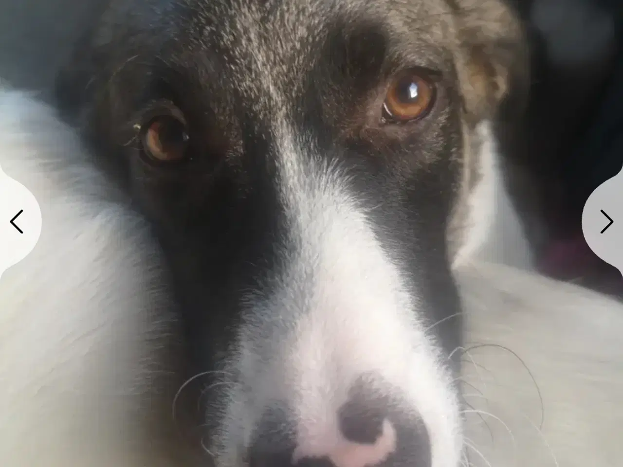 Billede 1 - Dave  omplacering 