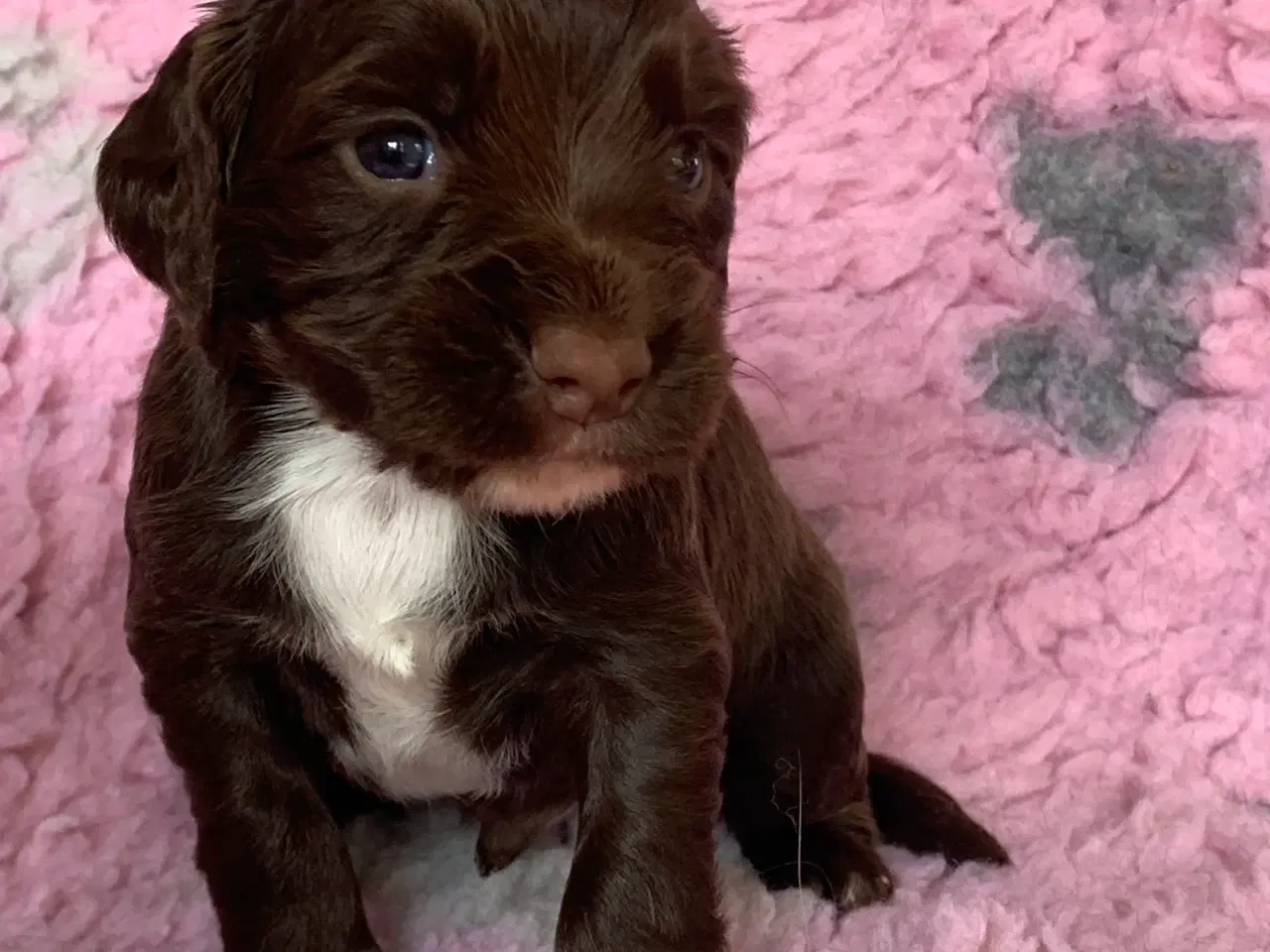 Billede 6 - FT Cocker Spaniel hvalpe