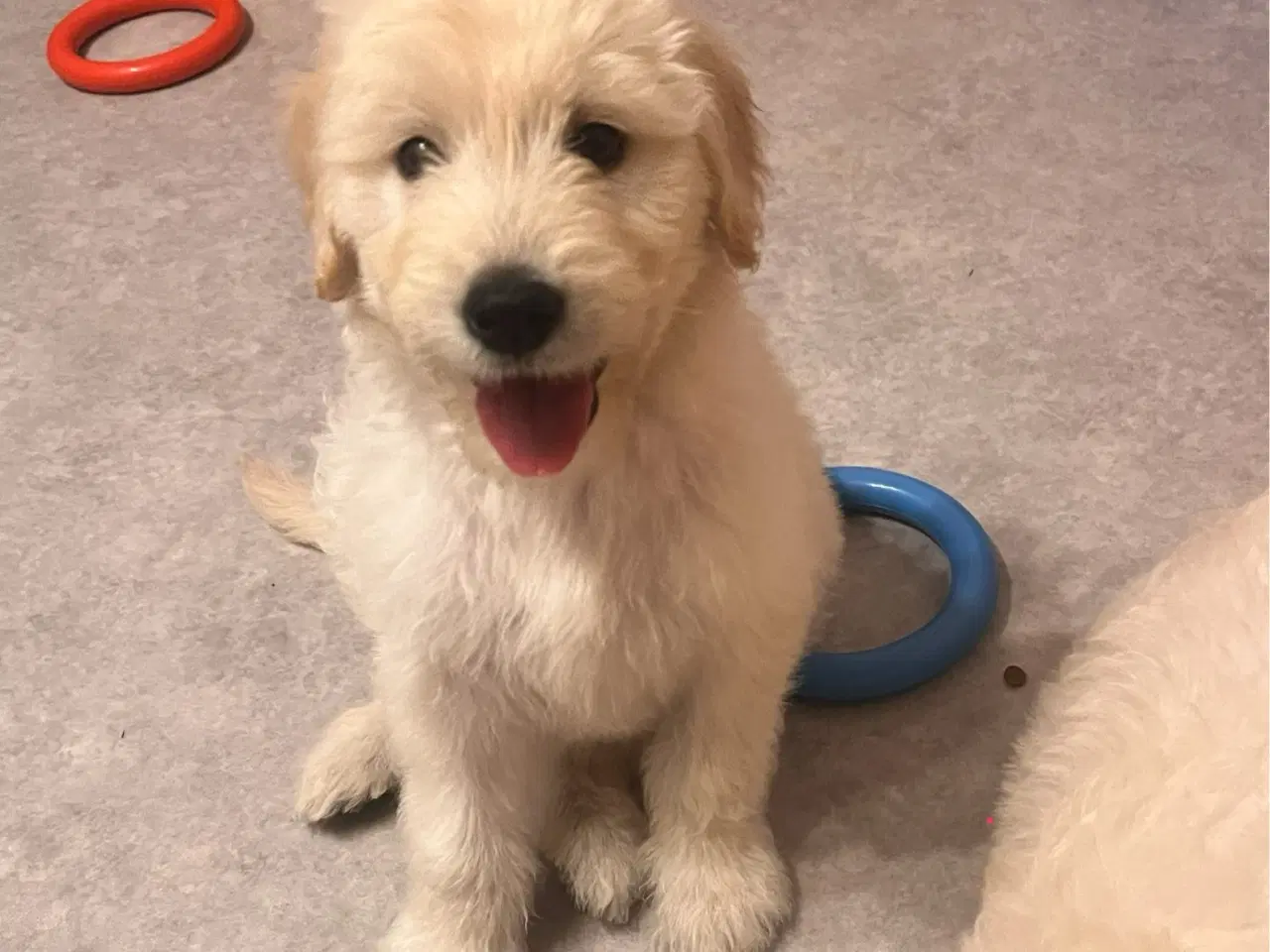 Billede 11 - Goldendoodle Hvalpe