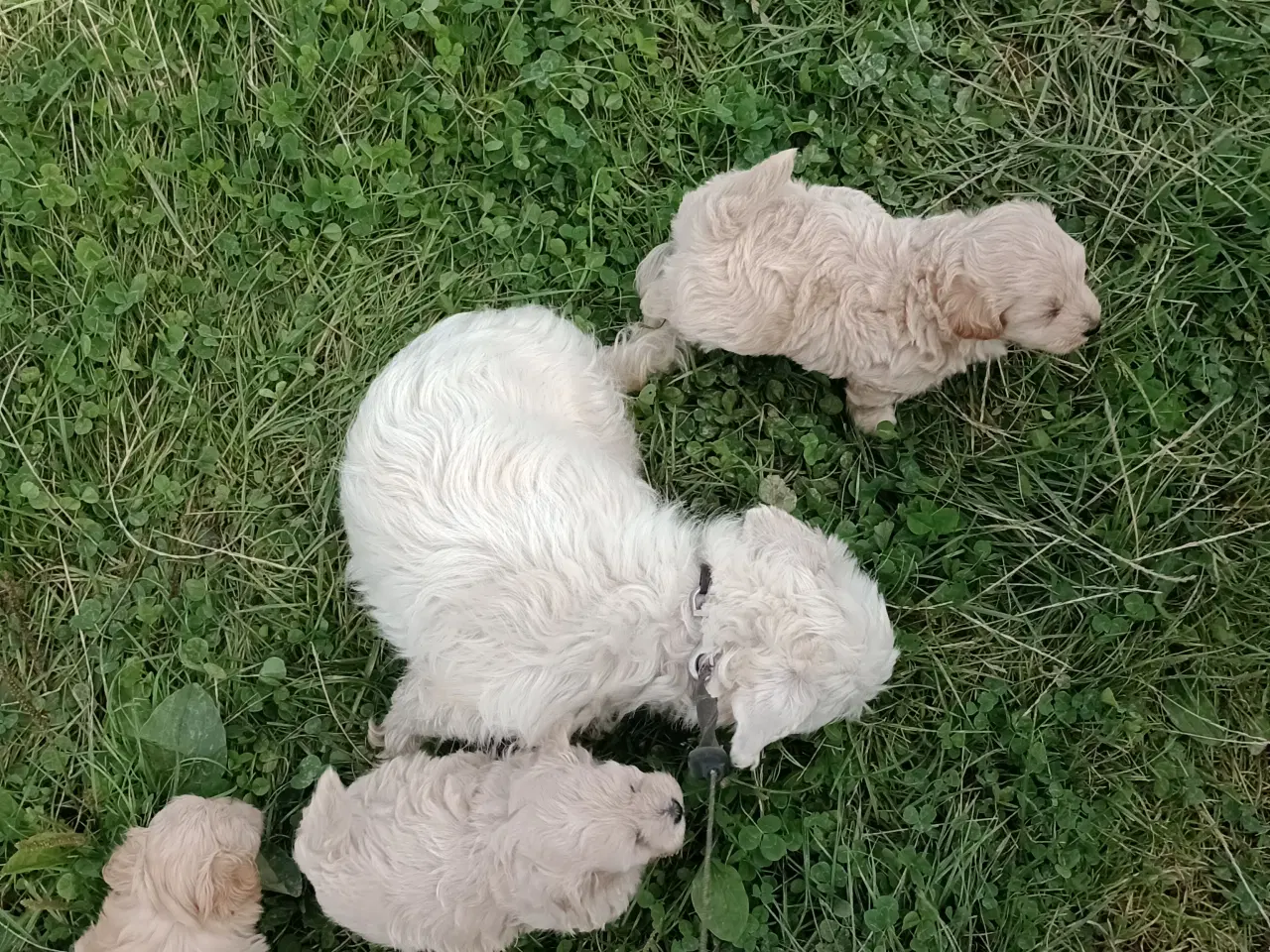 Billede 3 - Maltipoo hvalpe