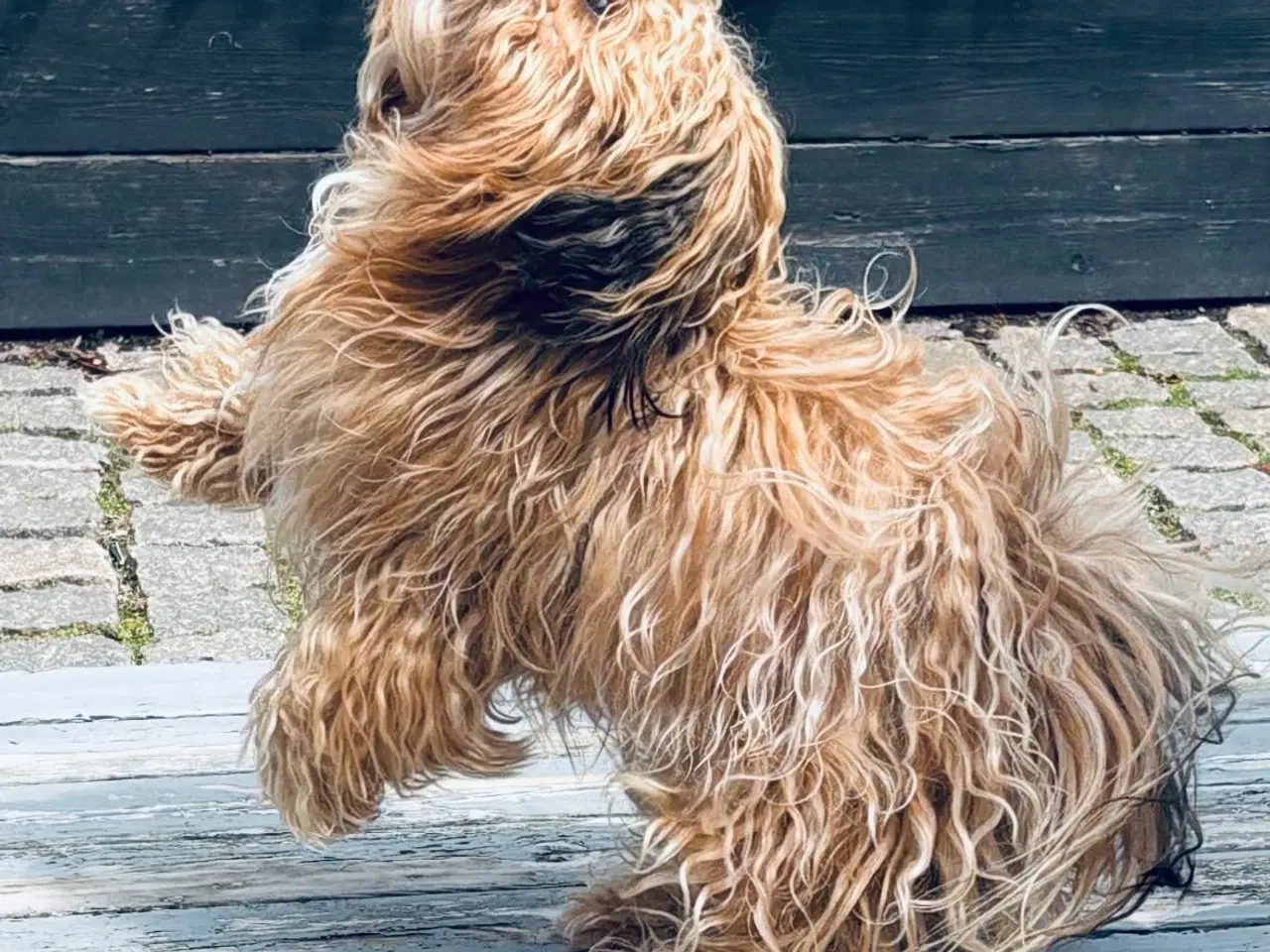 Billede 1 - Parring Bichon Havaneser 