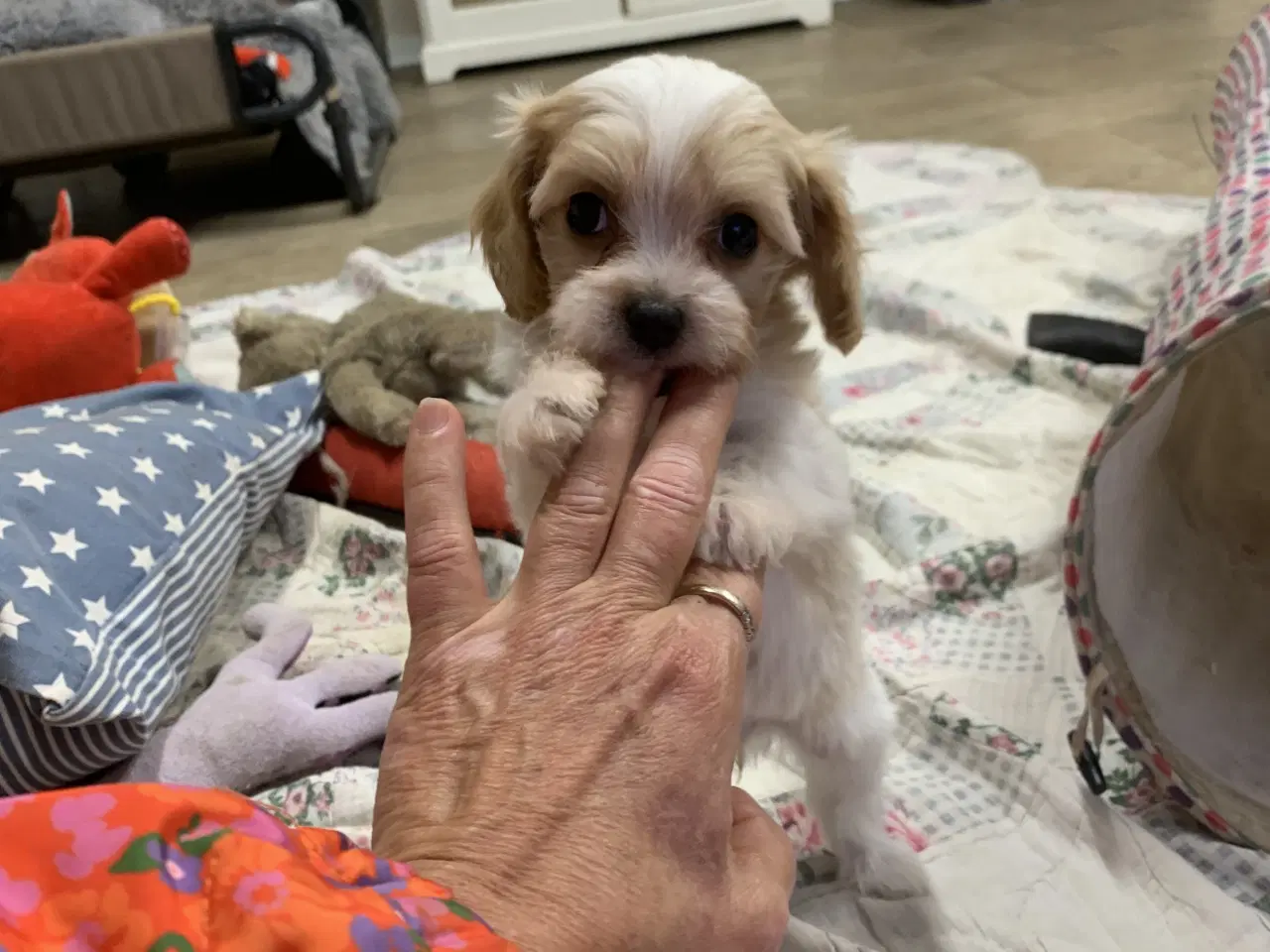 Billede 2 - Mini cavapoo babyer F1