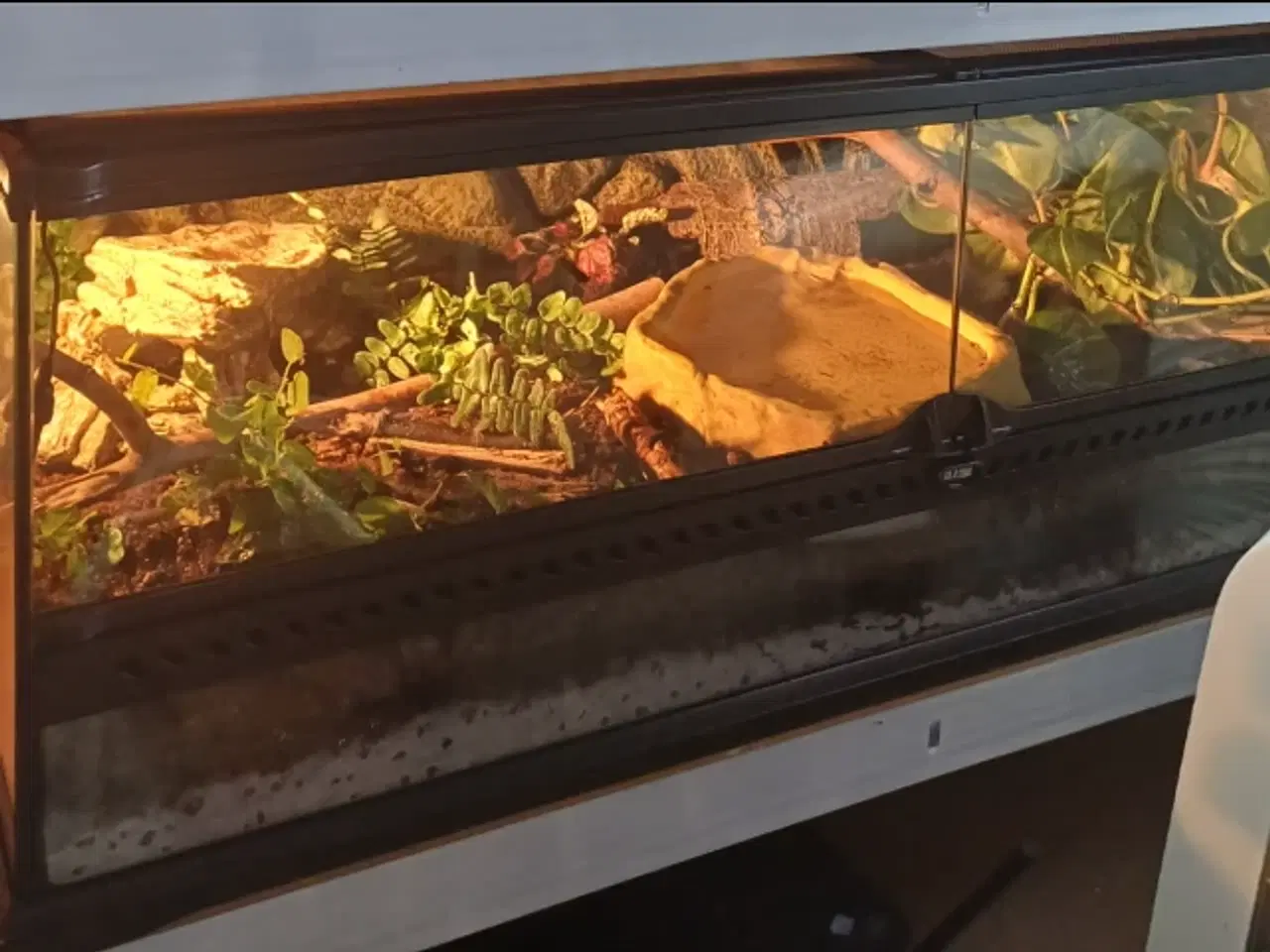 Billede 2 - HASTER skink og ting skal væk hurtigt