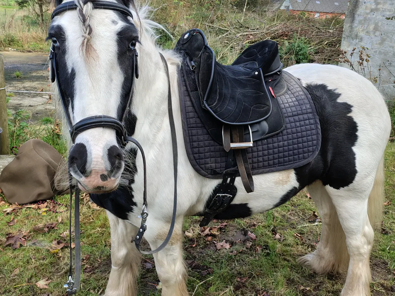 Billede 1 - Irish cob, vallak