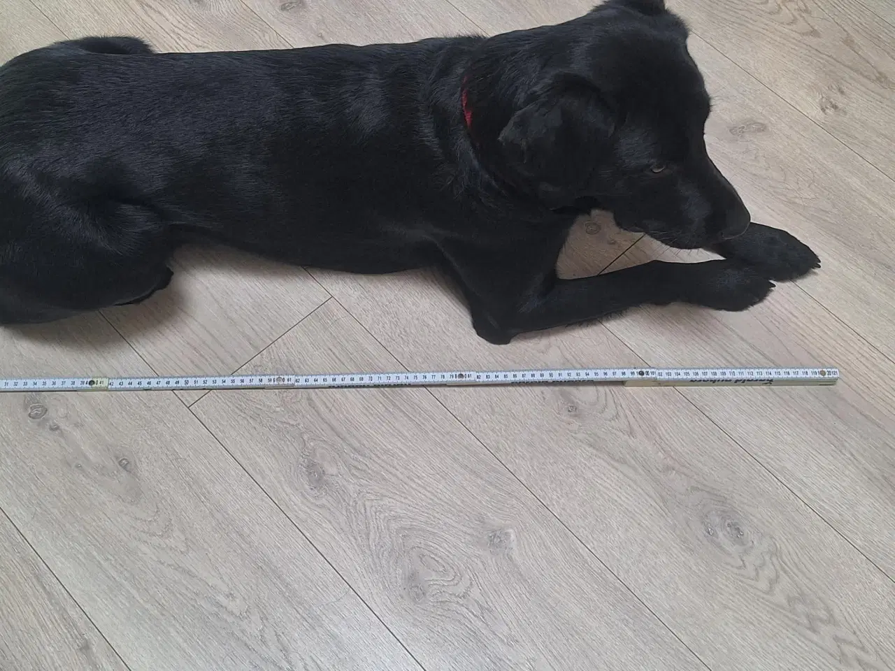 Billede 1 - Hundebur