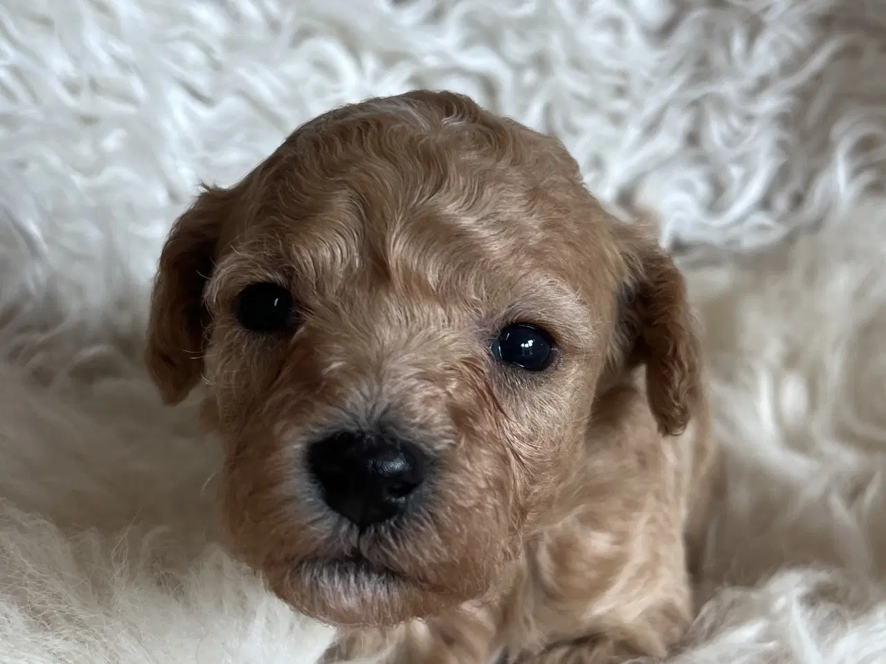 Billede 8 - 🐾 Skønne Poochon hvalpe søger kærlige hjem 🐾