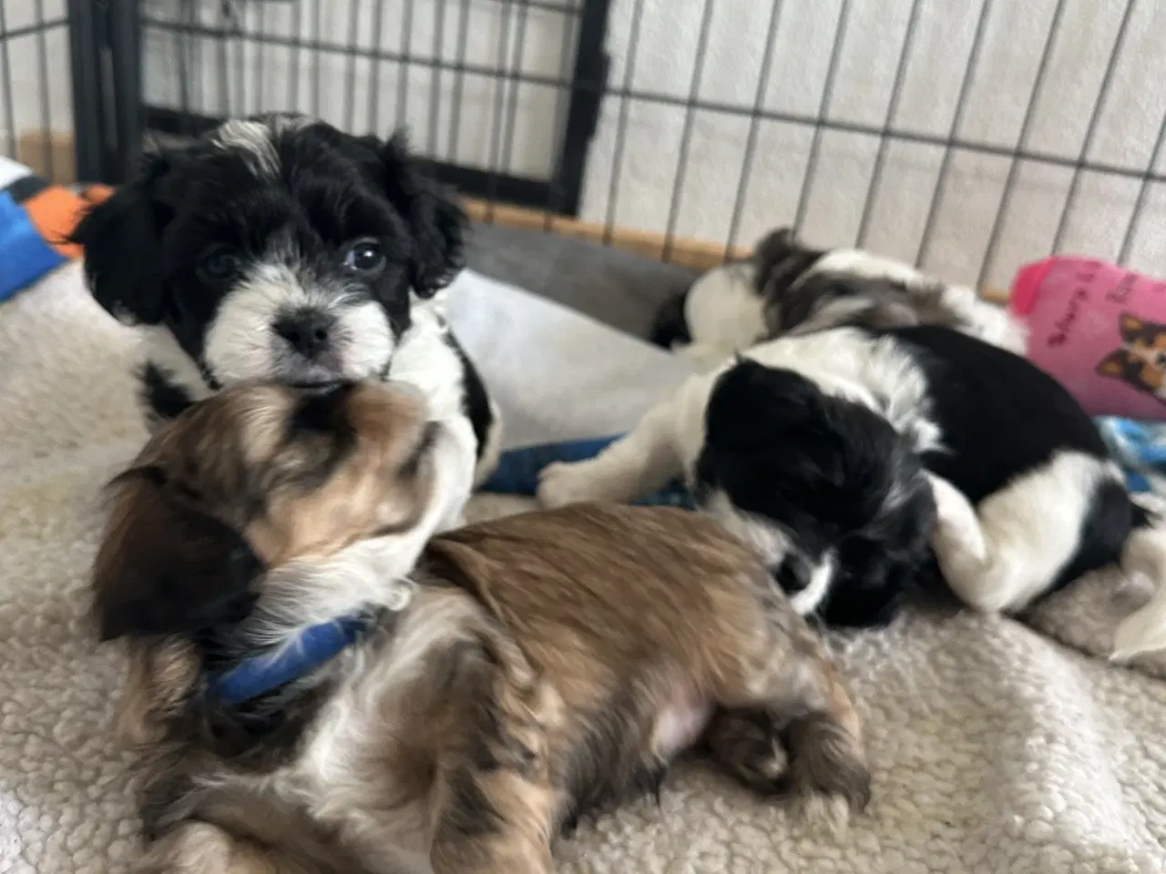 Billede 4 - Blødeste små hvalpe 