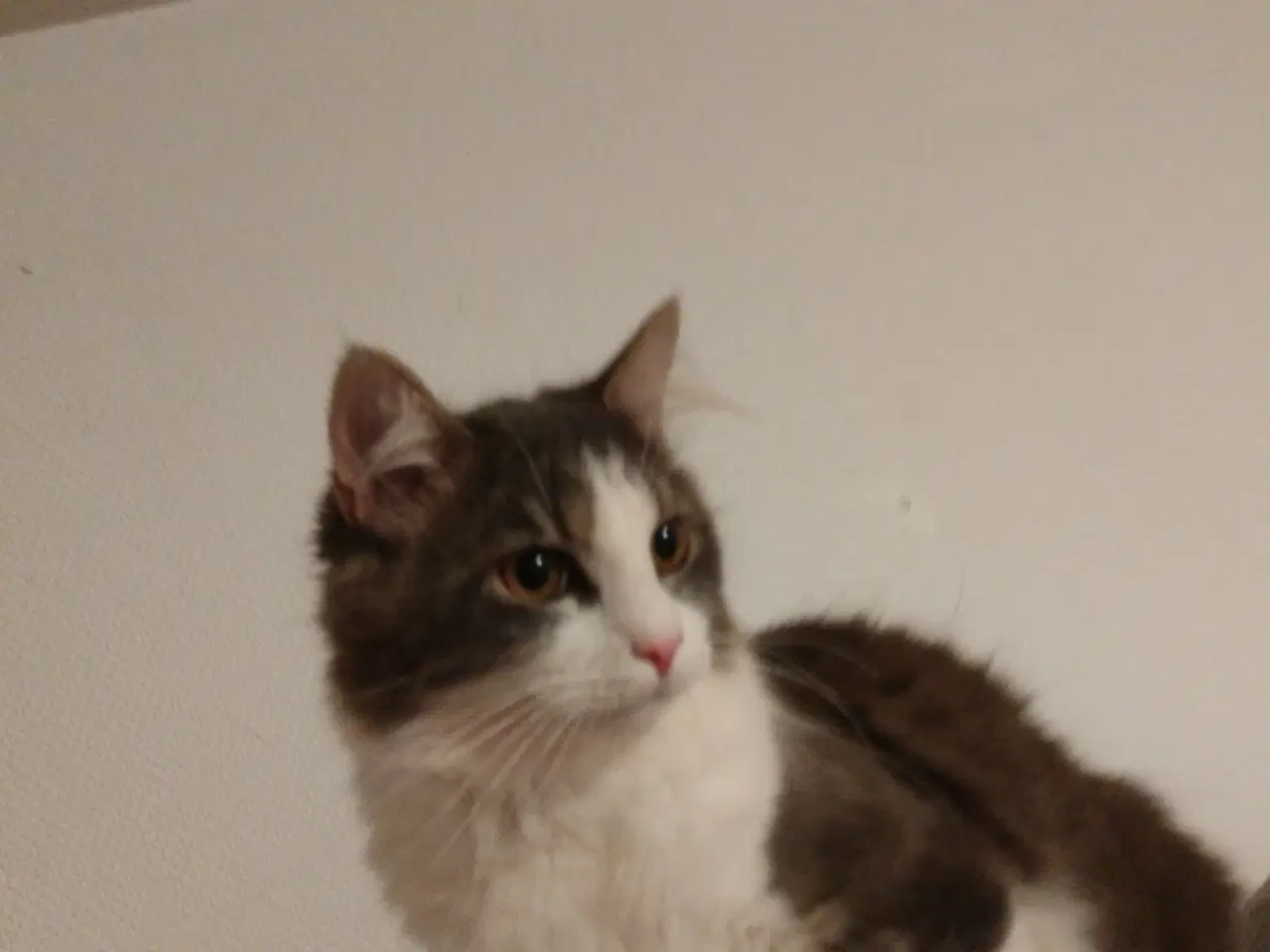 Billede 3 - 1 års han Maine coon ved navn Lucifer.