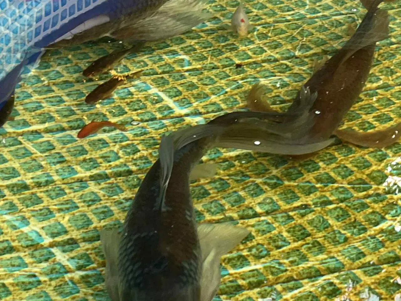 Billede 3 - Koi, guldfisk, havedamsfilter, luftpumpe mv