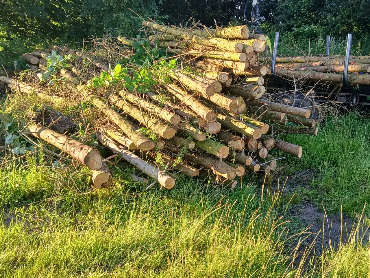 Billede 1 - Brænde af rødgran