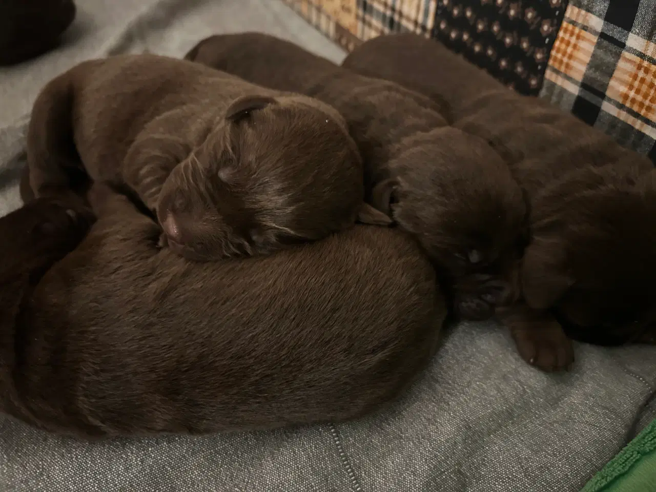 Billede 2 - Labrador hundehvalpe